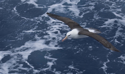 Black-browed Albatross