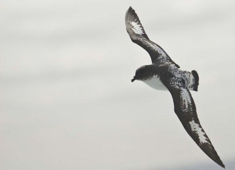 painted petrel