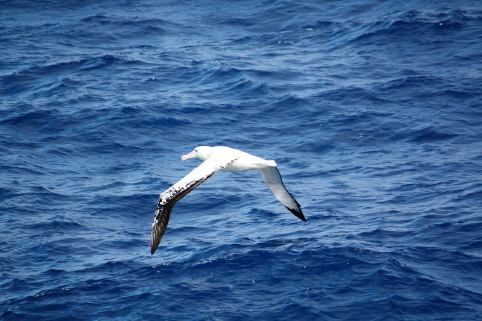 wandering albatross