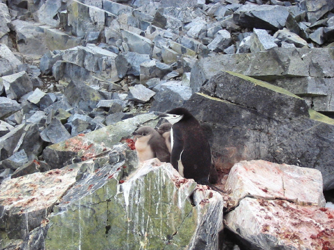 chinstrap penguins