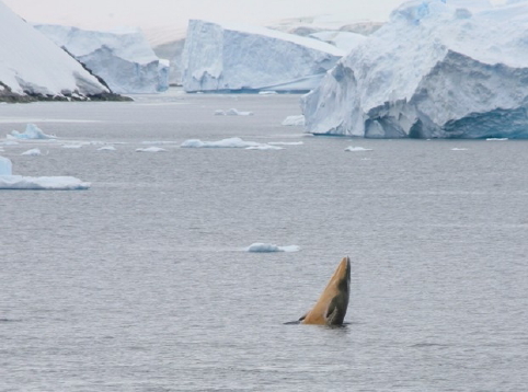 minke whale