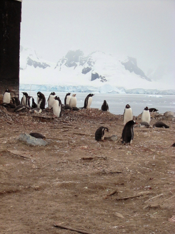 gentoo penguin colony at Videla Station