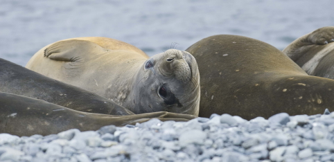 crabeater seals