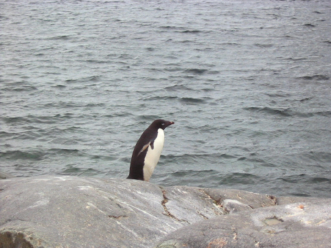 Adelie penguin