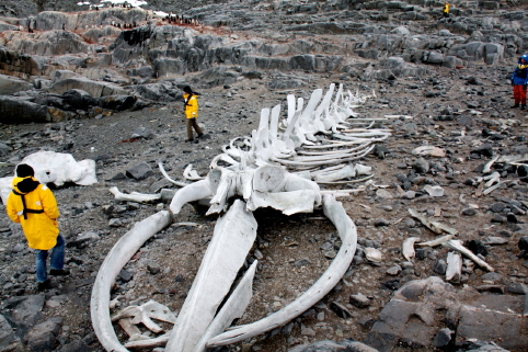 whalebone skeleton