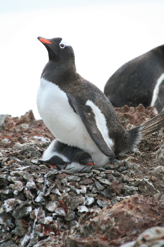 gentoo with one chick