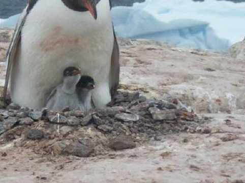 gentoo with two chicks