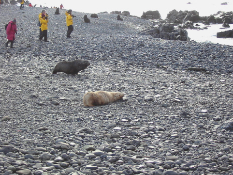 fur seal walking