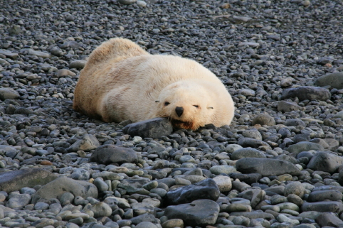 leucistic fur seal