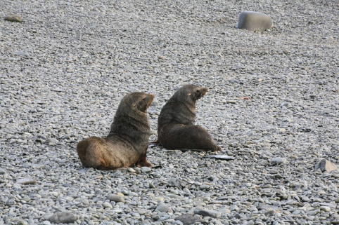 pair of fur seals