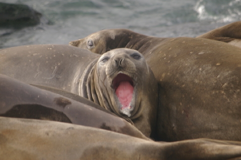 female elephant seals