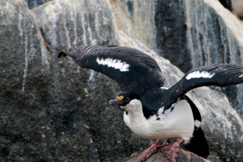 blue-eyed shag