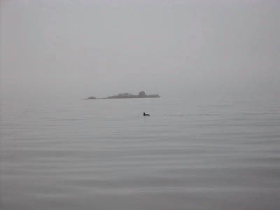 loon in the fog