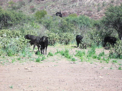 cattle feasting