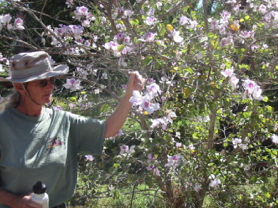 desert willow