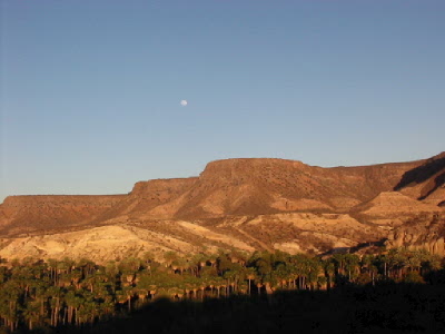 date palms