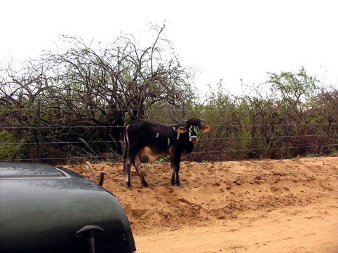 Sierra La Laguna - 9