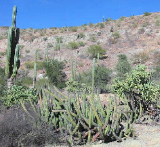 cactus garden