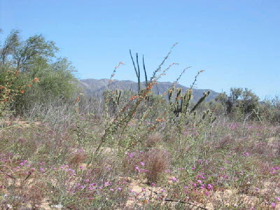 more flowers