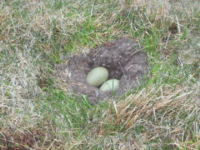 eider nest