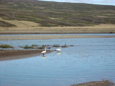 whooper swans