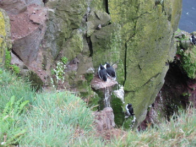 razorbills