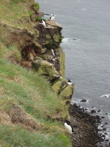 more razorbills