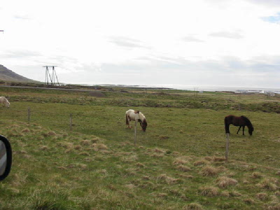 horses