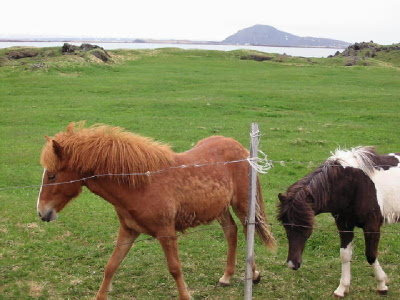 pair of horses