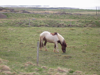 grazing horse