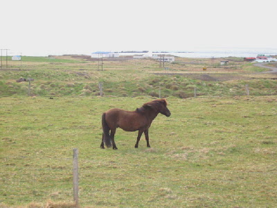 Icelandic horse