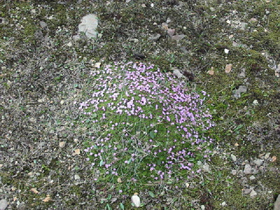 flowers grow close to the ground