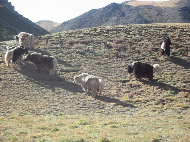 yaks