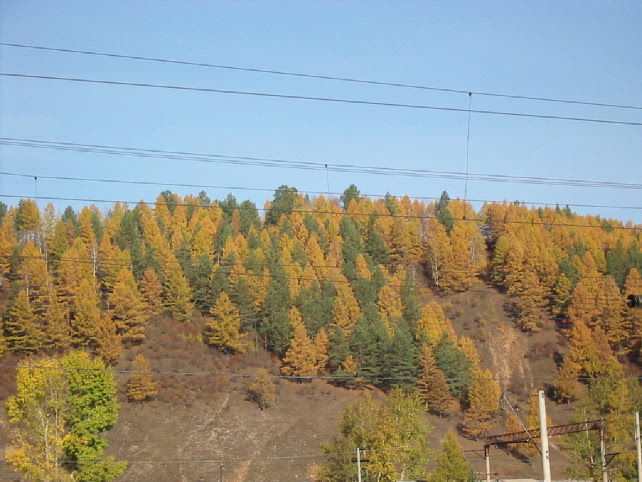 birch and larch both turning golden