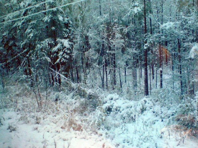 snow-laden trees