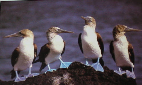 blue-footed boobies