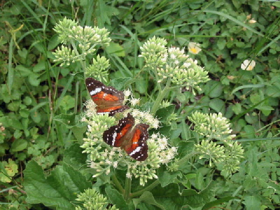 butterflies