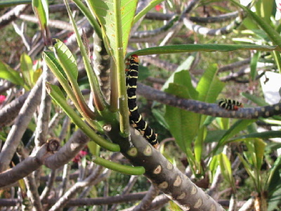 caterpillars at work)