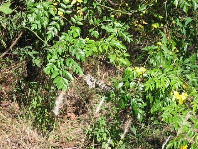 striped lizard