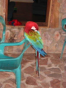 macaw