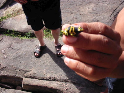 poison arrow frog