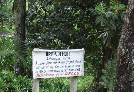 breadfruit