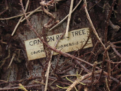 cannonball tree