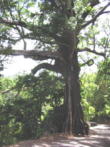 dominant tree