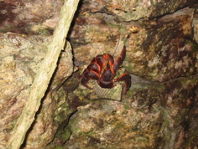 coconut crab with a shell!