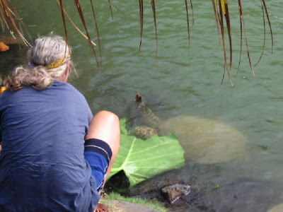 sea turtles