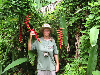 heliconia